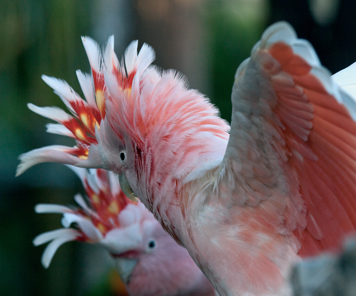 Loro Parque Loro Parque