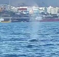 Ballenas Ballenas