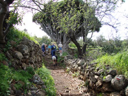 Senderos en La Palma Senderos en La Palma