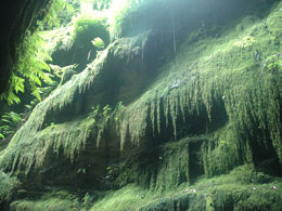 El Bosque Encantado El Bosque Encantado