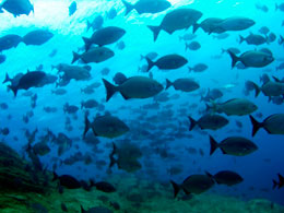 Diving