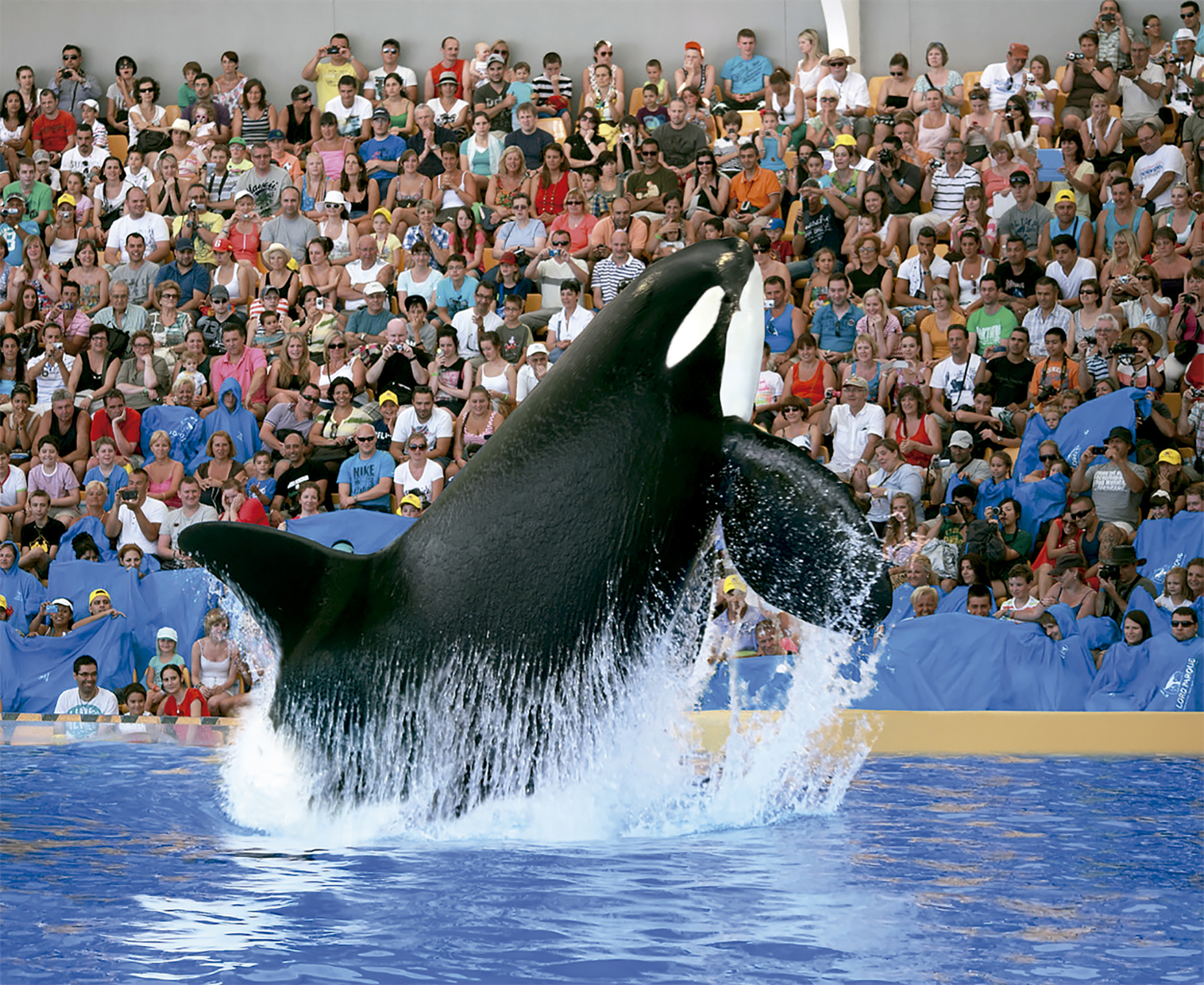 Orca saltando