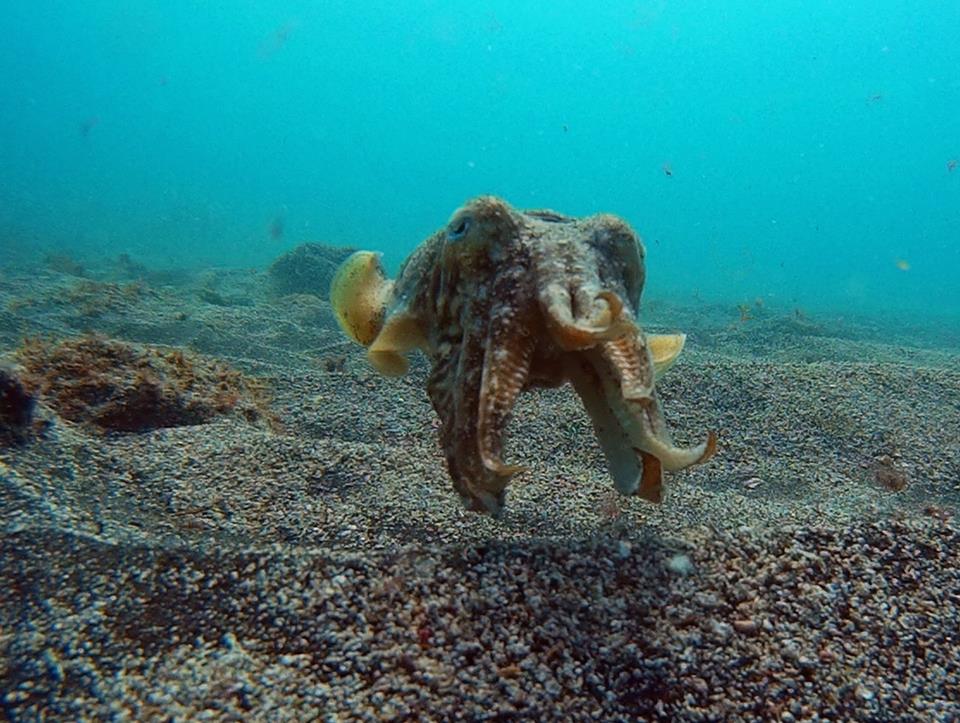 Buceo
