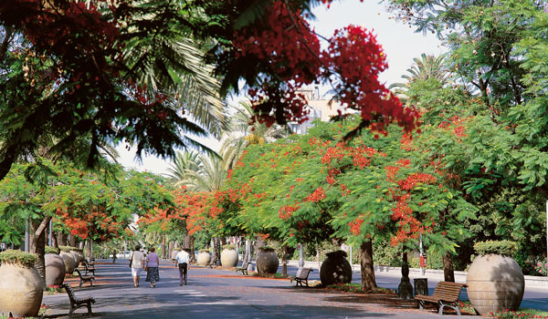 Visita guiada por Santa Cruz de Tenerife