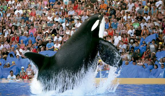 Orca saltando Orca saltando